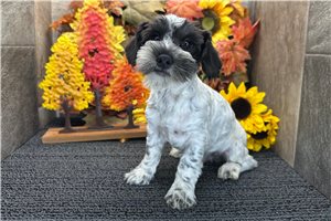 Eric - puppy for sale