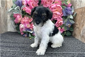 Elena - Schnoodle for sale