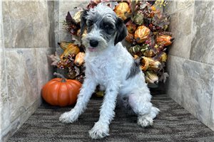 Emily - Schnoodle for sale