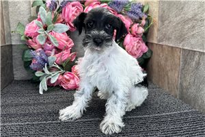 Evelyn - Schnoodle for sale