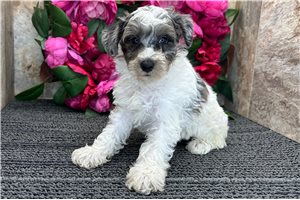 Emily - Schnoodle for sale