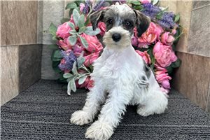 Emily - Schnoodle for sale