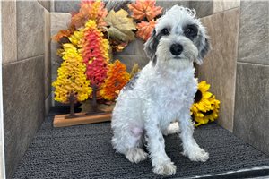Ewok - Schnoodle for sale