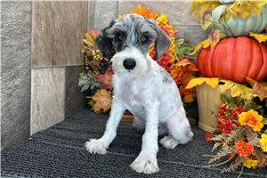 Esmeralda - puppy for sale