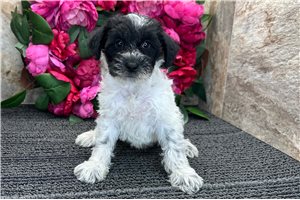 Evelyn - Schnoodle for sale