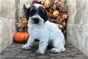 Evan - Schnoodle for sale