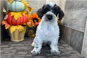 Evan - Schnoodle for sale