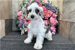 Ewok - Schnoodle for sale