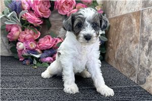 Emily - Schnoodle for sale