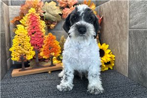 Evan - Schnoodle for sale
