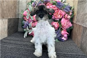 Elena - Schnoodle for sale