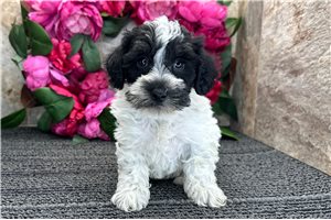 Eric - Schnoodle for sale