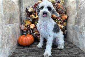 Ewok - Schnoodle for sale