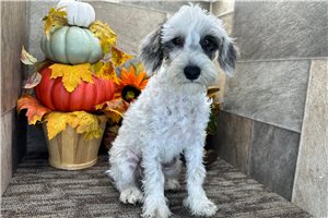 Ewok - Schnoodle for sale