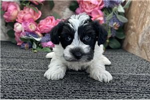 Eric - Schnoodle for sale