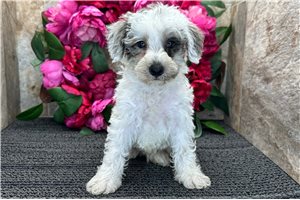 Ewok - Schnoodle for sale