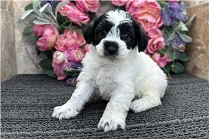 Evan - Schnoodle for sale
