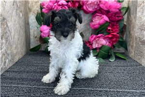 Elena - Schnoodle for sale