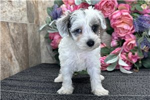 Ewok - Schnoodle for sale