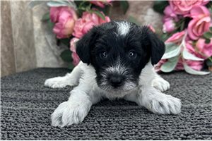 Evelyn - Schnoodle for sale