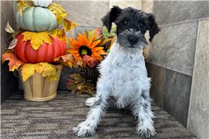 Evelyn - Schnoodle for sale