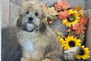 Mickey - Shih-Poo - Shihpoo, placed in Fort Wayne