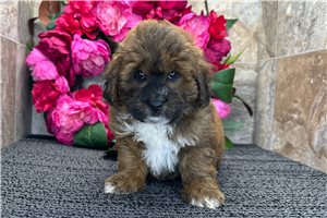 Donald - Shih-Poo - Shihpoo for sale