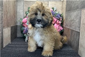 Daffy - Shih-Poo - Shihpoo for sale