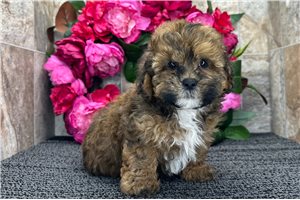 Minnie - Shih-Poo - Shihpoo for sale