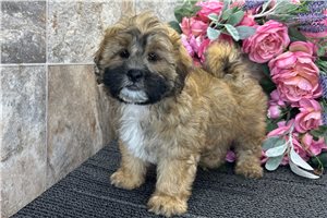 Daffy - Shih-Poo - Shihpoo for sale