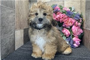 Mickey - Shih-Poo - Shihpoo for sale