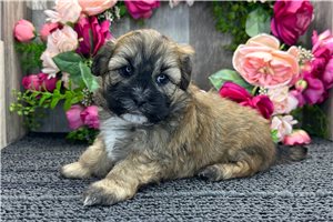 Daffy - Shih-Poo - Shihpoo for sale