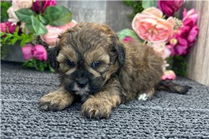 Minnie - Shih-Poo - Shihpoo for sale
