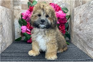 Mickey - Shih-Poo - Shihpoo for sale