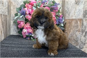 Donald - Shih-Poo - Shihpoo for sale