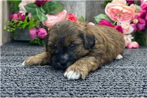 Donald - Shih-Poo - Shihpoo for sale
