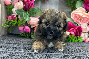 Mickey - Shih-Poo - Shihpoo for sale
