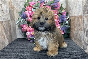 Mickey - Shih-Poo - Shihpoo for sale