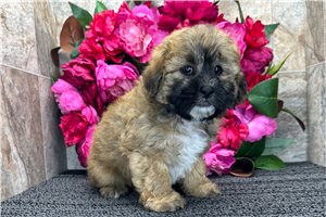Daffy - Shih-Poo - Shihpoo for sale