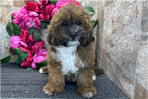 Donald - Shih-Poo - Shihpoo for sale