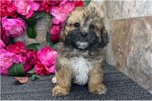 Mickey - Shih-Poo - Shihpoo for sale