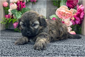 Daisy - Shih-Poo - Shihpoo for sale