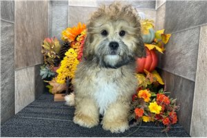 Mickey - Shih-Poo - Shihpoo for sale