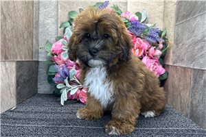 Donald - Shih-Poo - Shihpoo for sale