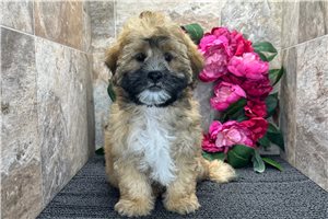 Daffy - Shih-Poo - Shihpoo for sale