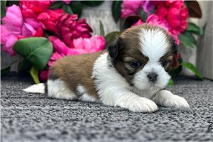 Racquel - puppy for sale