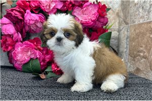 Rachelle - Shih Tzu for sale