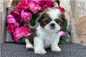 Rango - Shih Tzu for sale