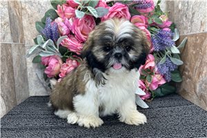 River - Shih Tzu for sale