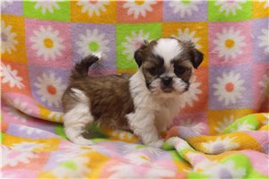 Tori - Shih Tzu for sale